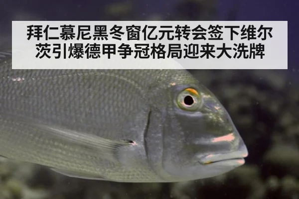 拜仁慕尼黑冬窗亿元转会签下维尔茨引爆德甲争冠格局迎来大洗牌
