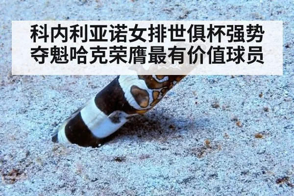 科内利亚诺女排世俱杯强势夺魁哈克荣膺最有价值球员